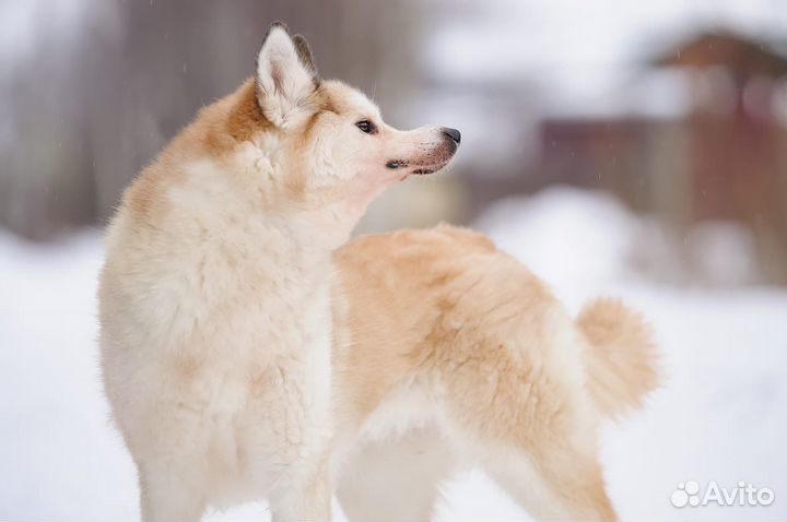 Особенная собака в добрые руки