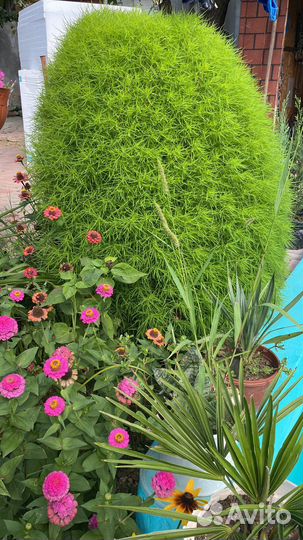 Можжевельник, кохия