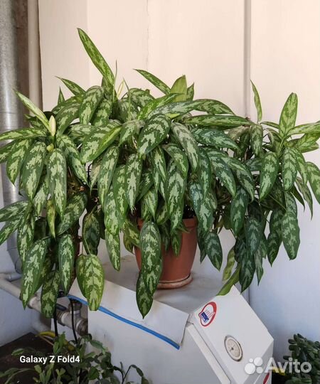 Аглаонема пятнистая