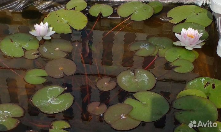 Водяная лилия