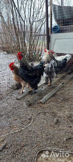 Петухи брама