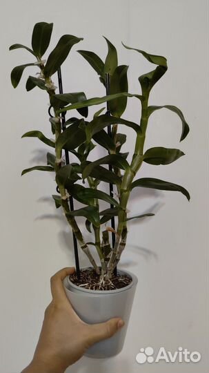 Орхидея Дендробиум