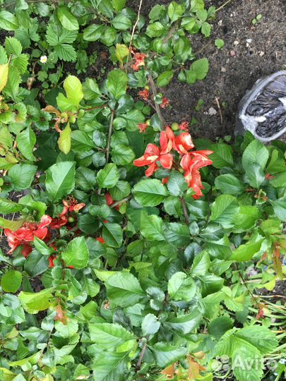 Айва лимонная