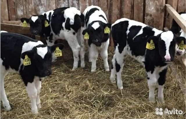Телята бычки мясного направления
