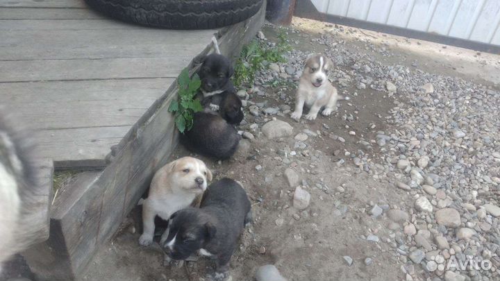 Щенки маламут