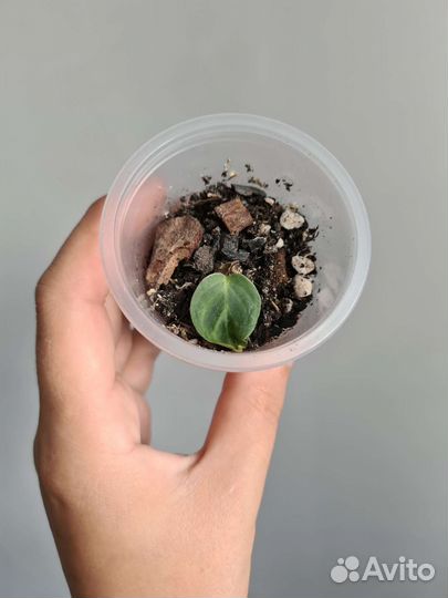 Филодендрон Меланохризум