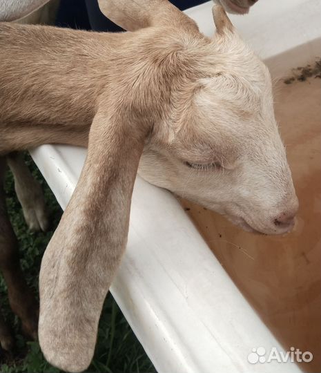 Козочка, обмен