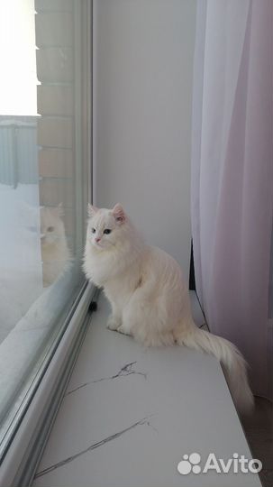 Сибирский кот на вязку