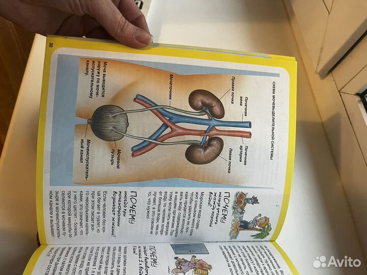 Тело человека энциклопедия