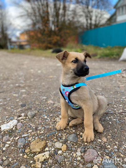 Щенок мальчик