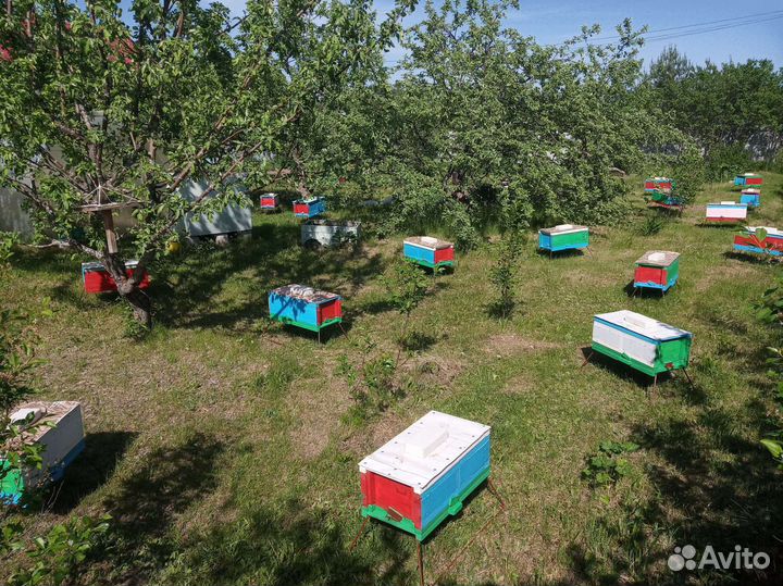 Пчёломатки Карника, Бакфаст F1. Пчелопакеты