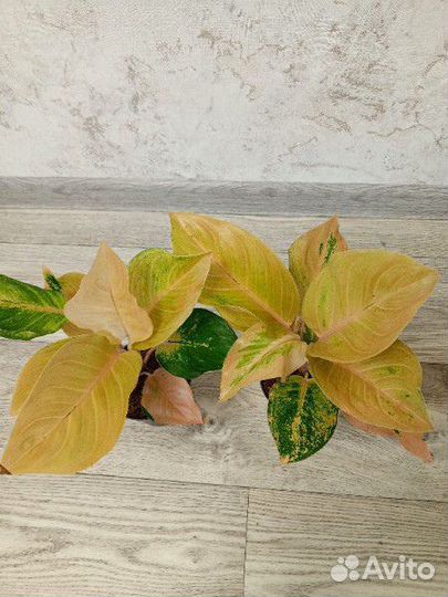 Аглаонема Крикет пинк