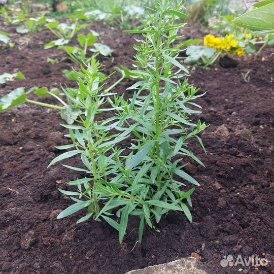 Иссоп саженцы на посадку