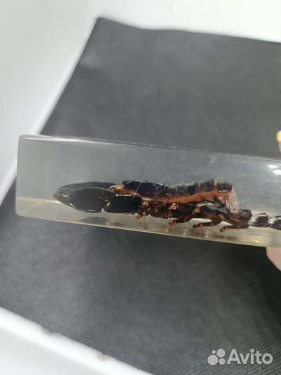 Скорпион в эпрксидке