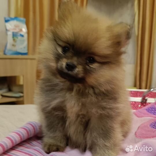 Померанский шпиц мини медвежьего типа