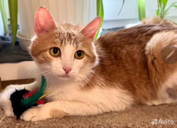 Рыжий котик ищет дом