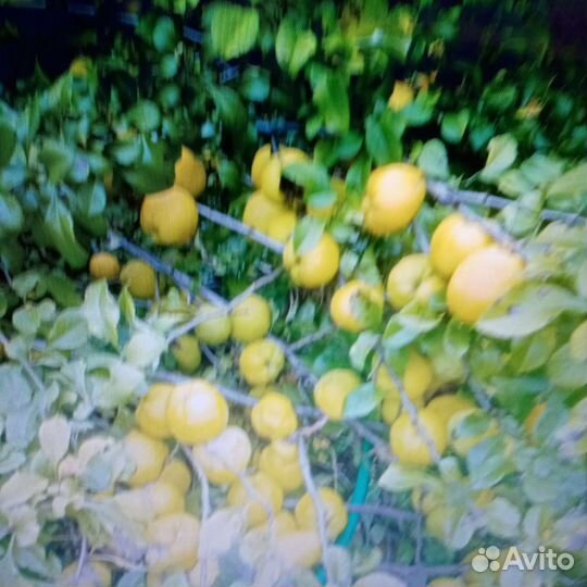 Цидония, барбарис обыкновенный