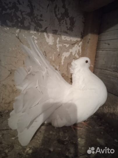 Голубь