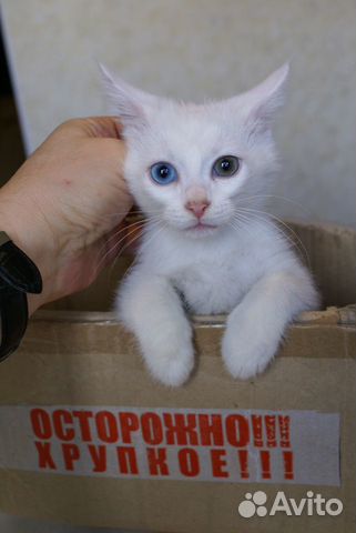Котёнок с разными глазами объявление продам