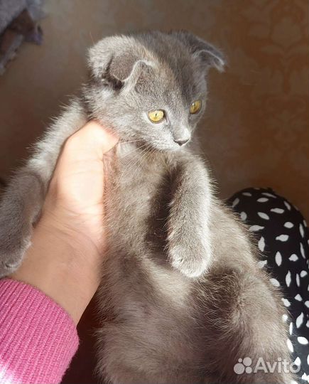 Мальчик британец