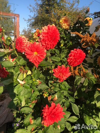 Хризантемы