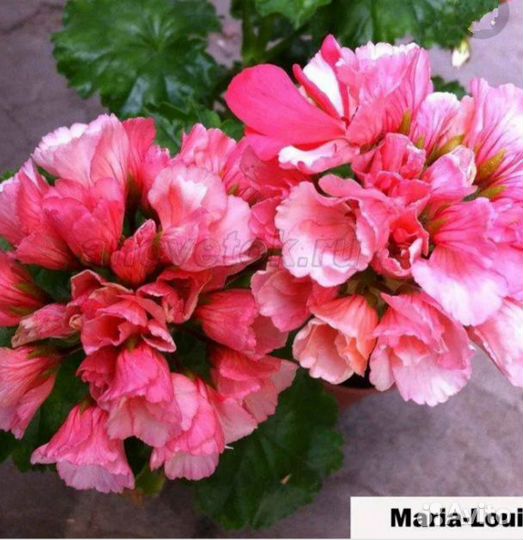 Пеларгонии