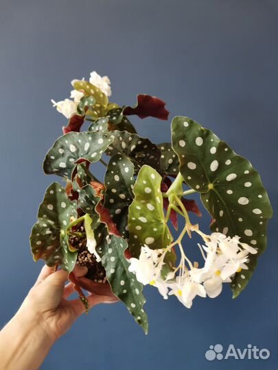 Бегония Макулата (Крылышки)