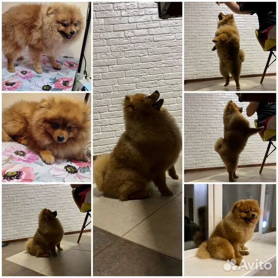 Стрижка животных