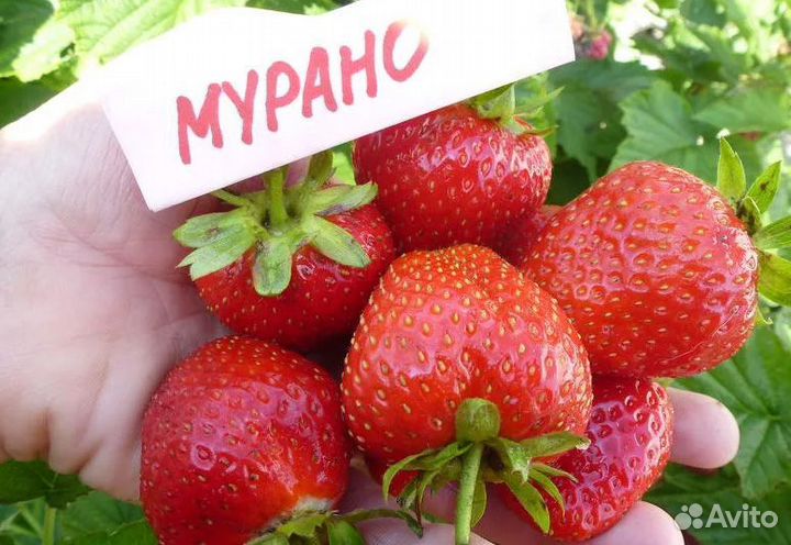 Мурано