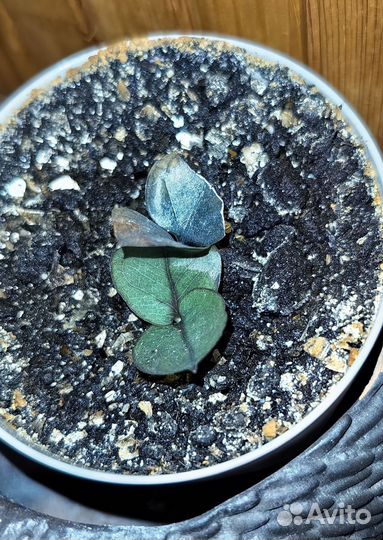 Равен черный