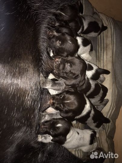 Щенки дратхаара