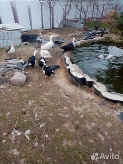 Мускусные утки