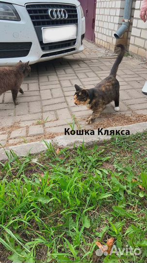 Кошка Клякса ищет дом