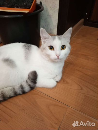 Кошка бесплатно