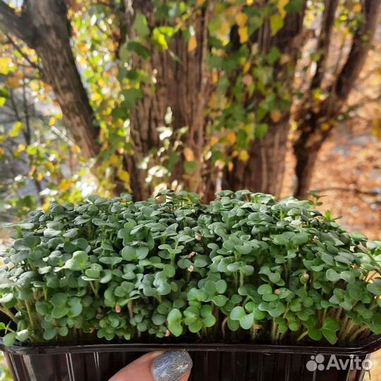 Микрозелень