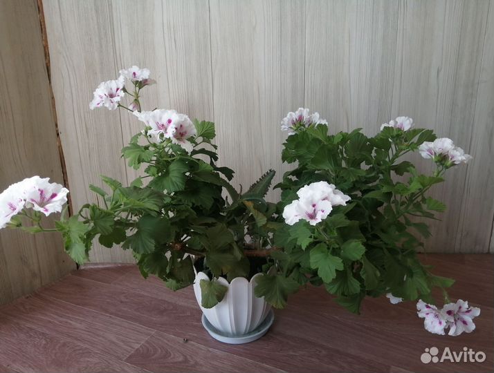 Пеларгония герань королевская