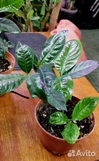 Гардения жасминовидная