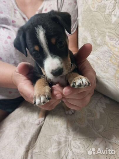 Щенки маленькой породы в добрые руки бесплатно