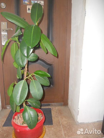 Фикус каучуконосный
