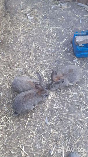 Продаются кролики на мясо и на племя