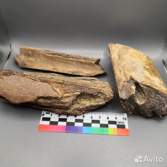 Окаменелые кости ископаемого кита Цетотерия