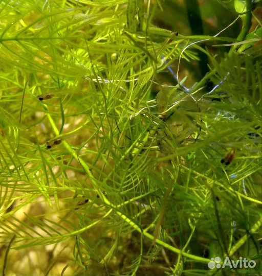 Гуппи Эндлера