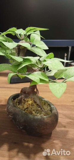 Сувенир бонсай