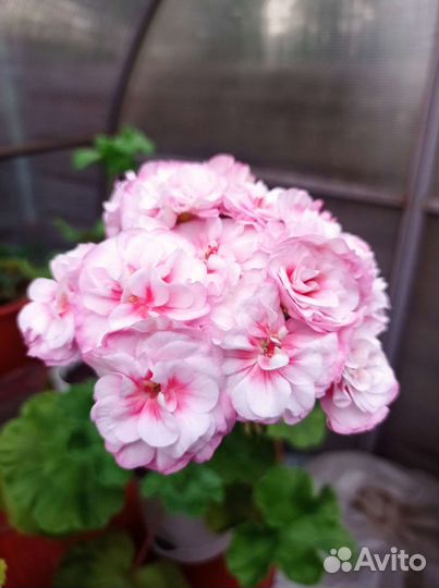 Та Гелиос пеларгония