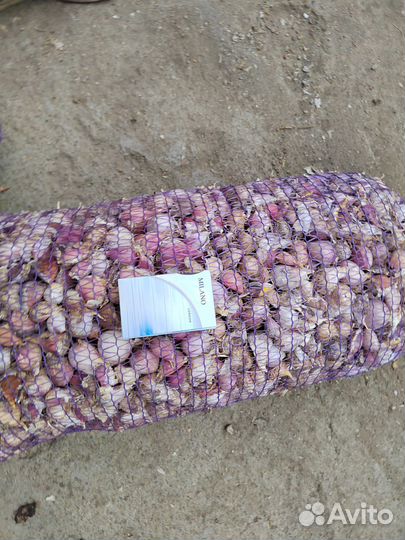 Семена чеснока