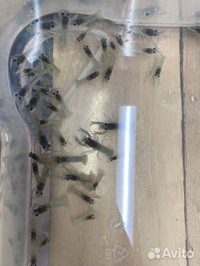 Австралийский рак