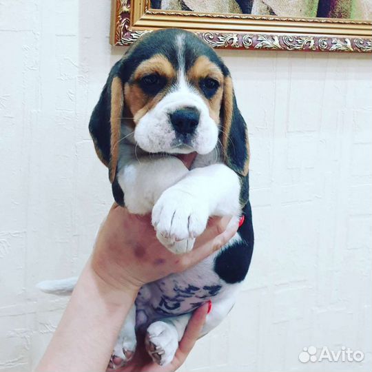 Щенки бигль