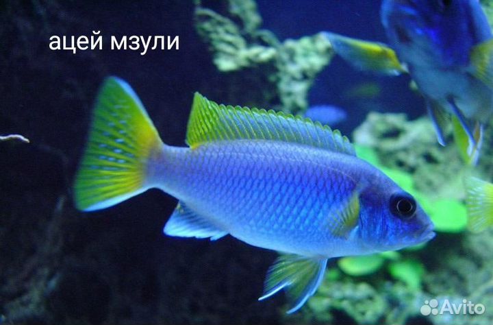 Цихлиды малавийцы