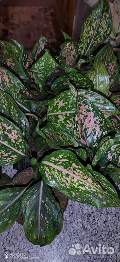 Аглаонема Пинк Леопард