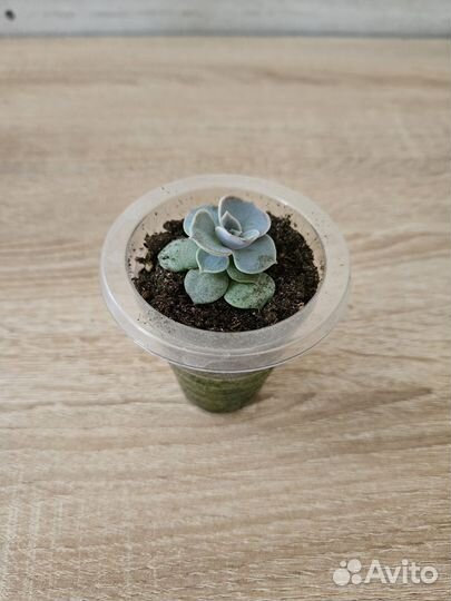 Суккуленты